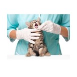 Veterinary