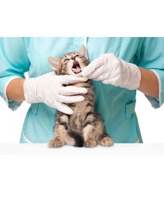 Veterinary